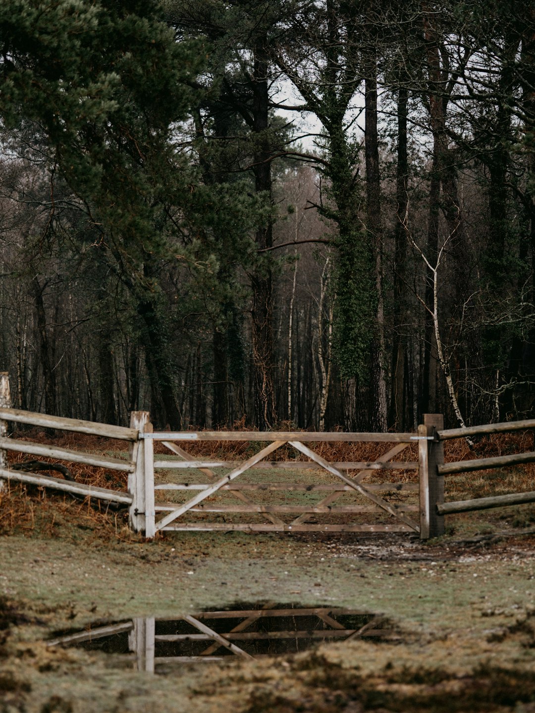 brown wooden fence near brown bare trees during daytime