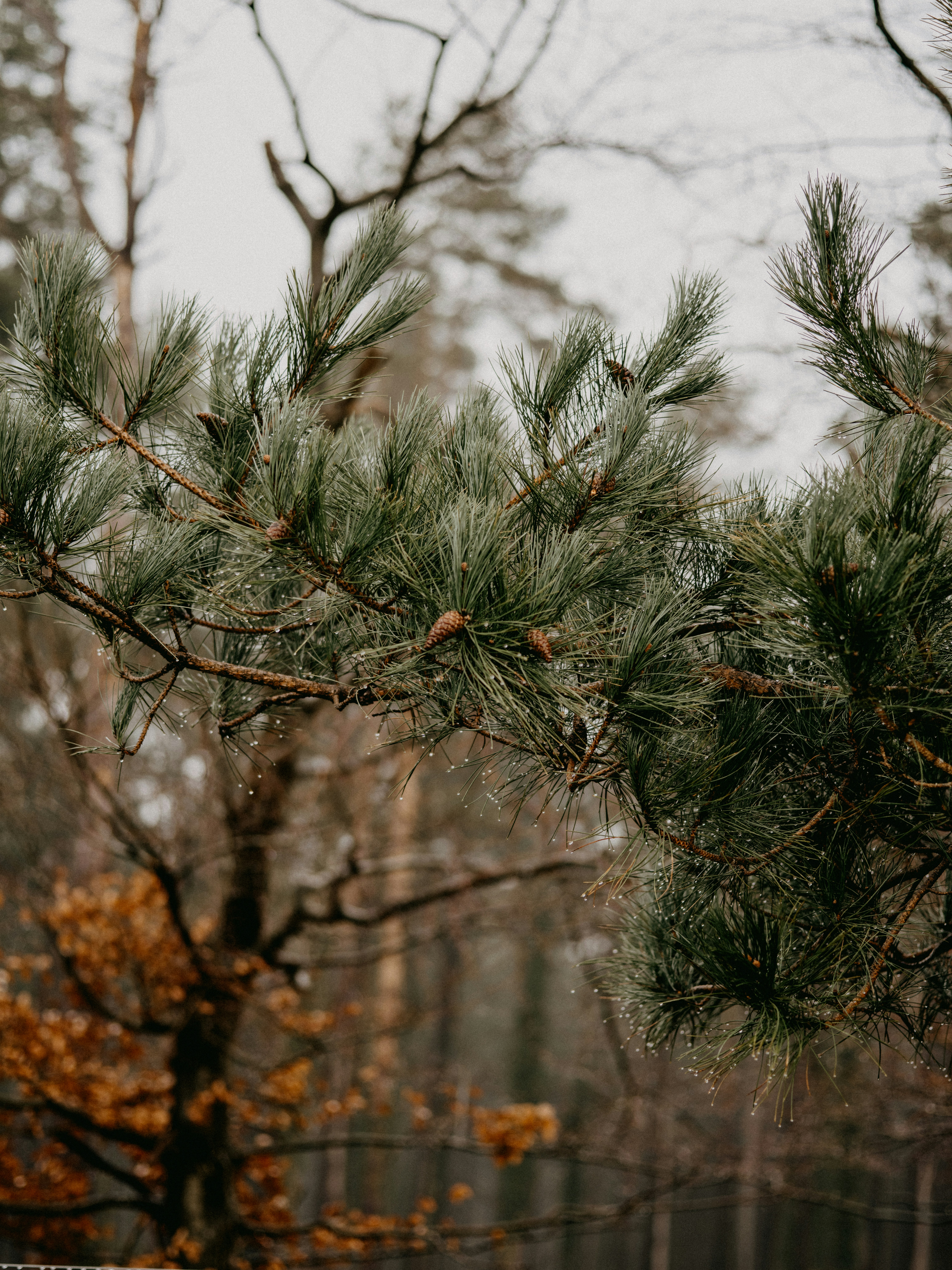 Photo by anniespratt