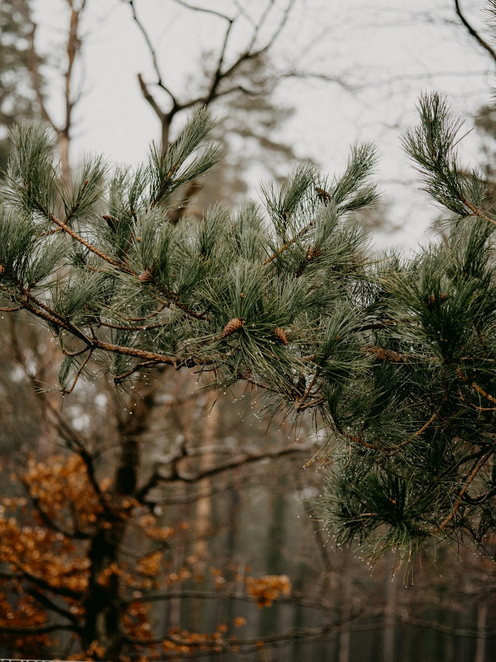 green and brown tree during daytime