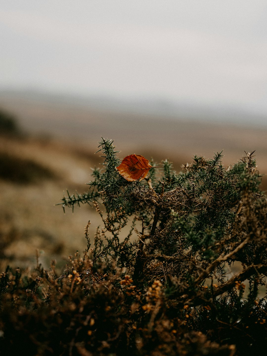 brown flower in tilt shift lens