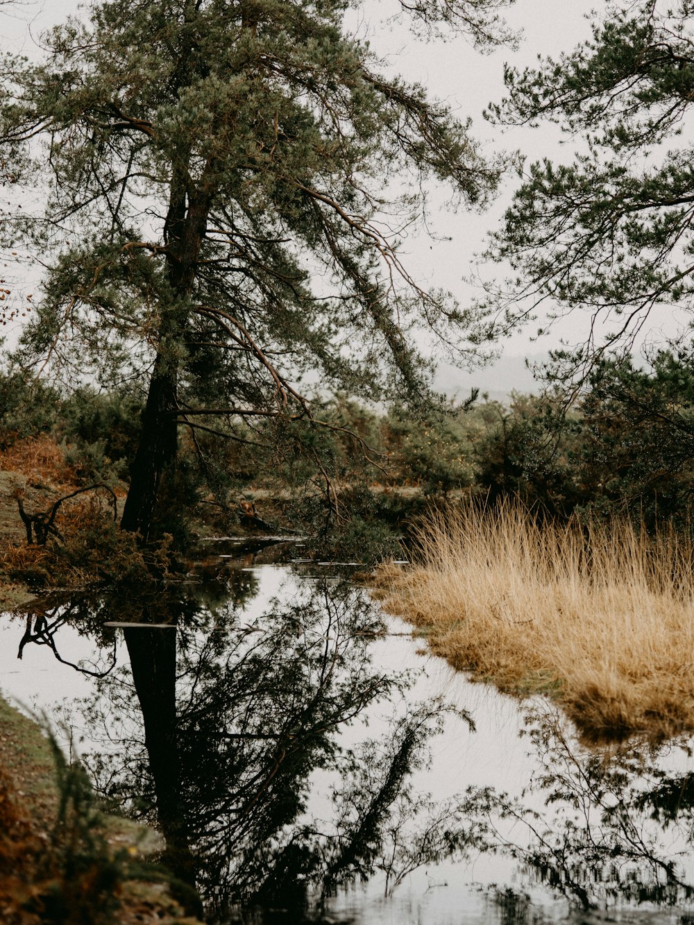 brown grass near river during daytime