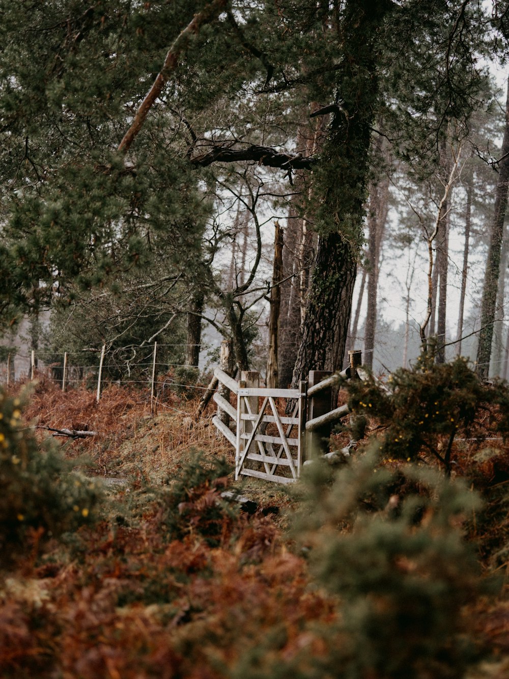 white wooden bench on brown grass field