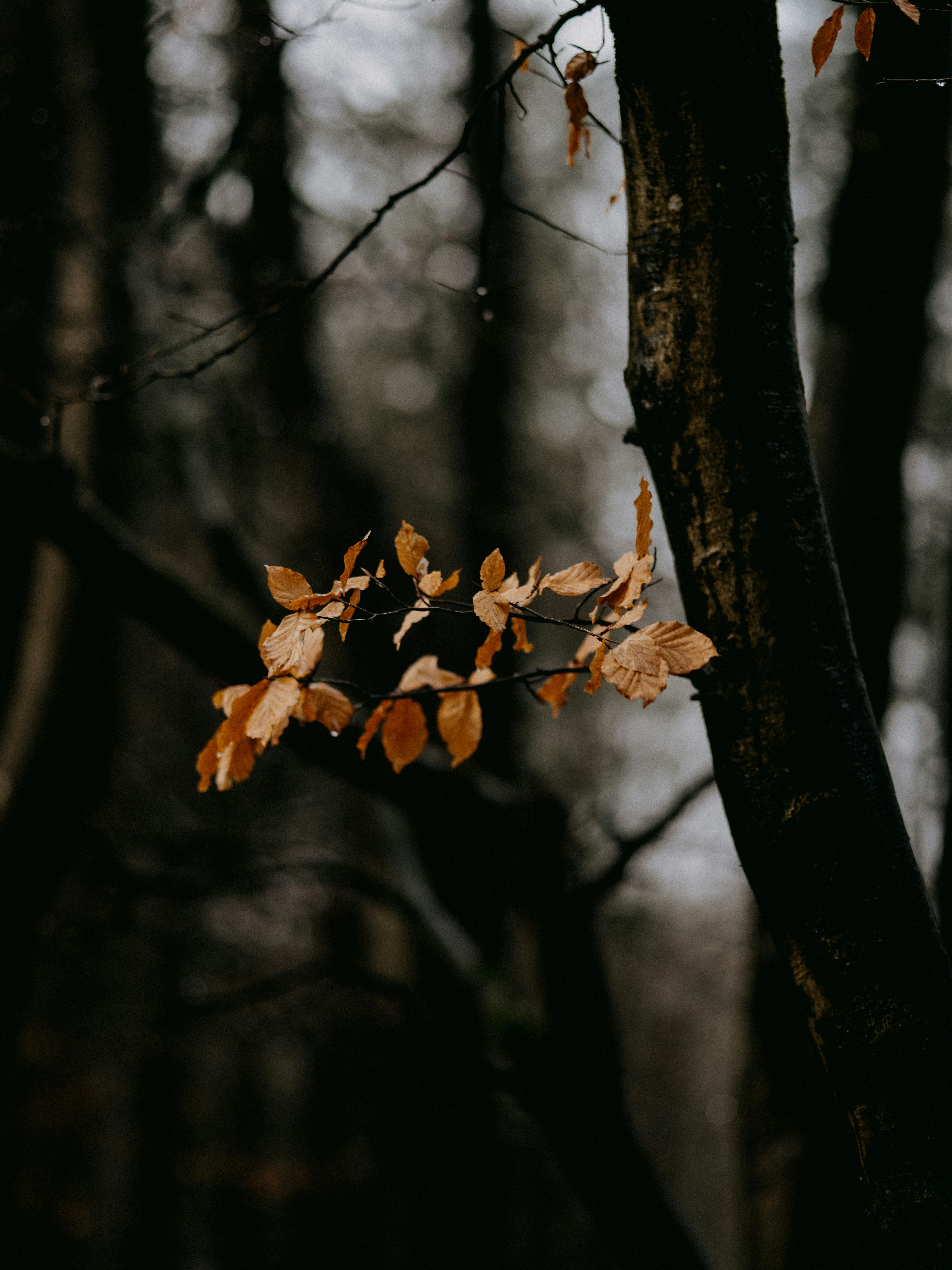 Photo by anniespratt