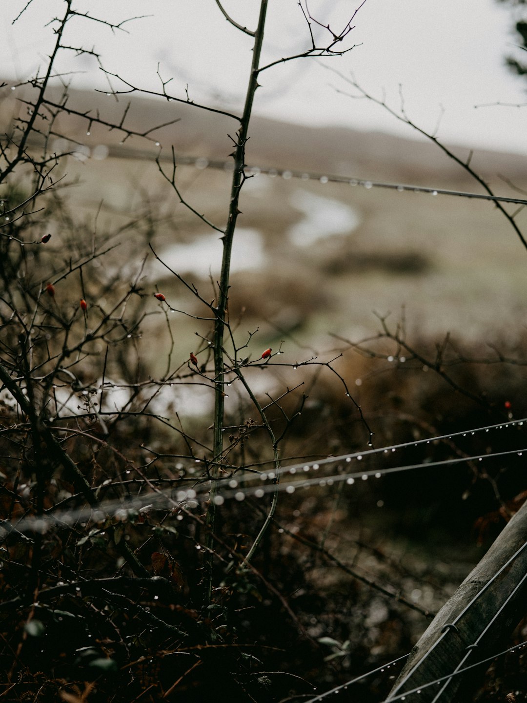 water droplets on black metal fence during daytime