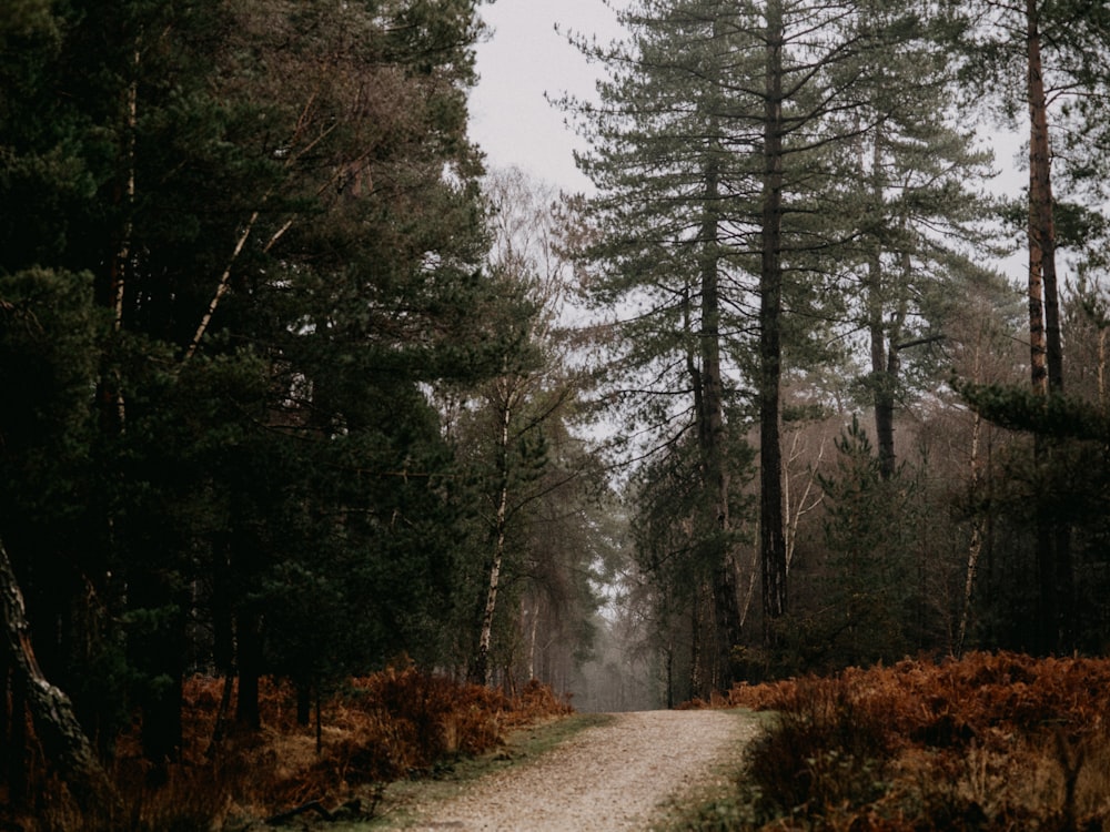 pathway between trees during daytime