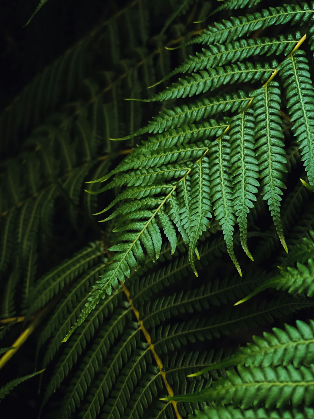 Plante de fougère verte en photographie en gros plan