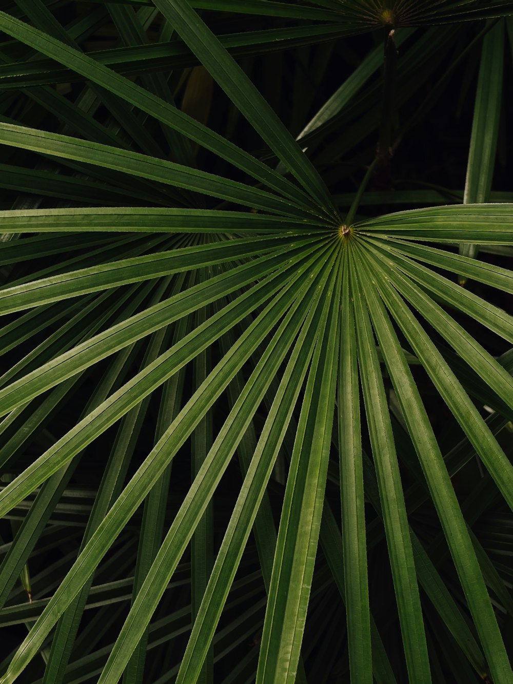 green leaf plant during daytime