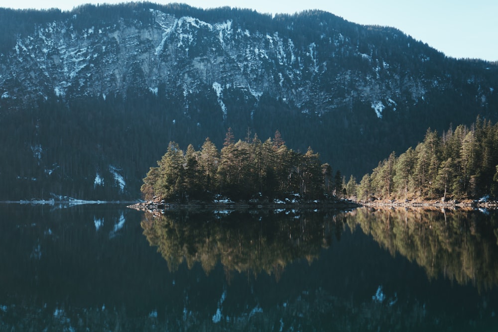 green trees beside lake during daytime