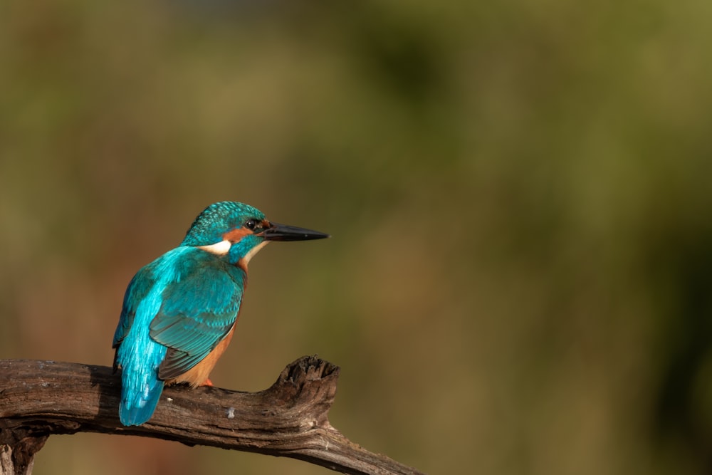 blue and brown bird on brown tree branch