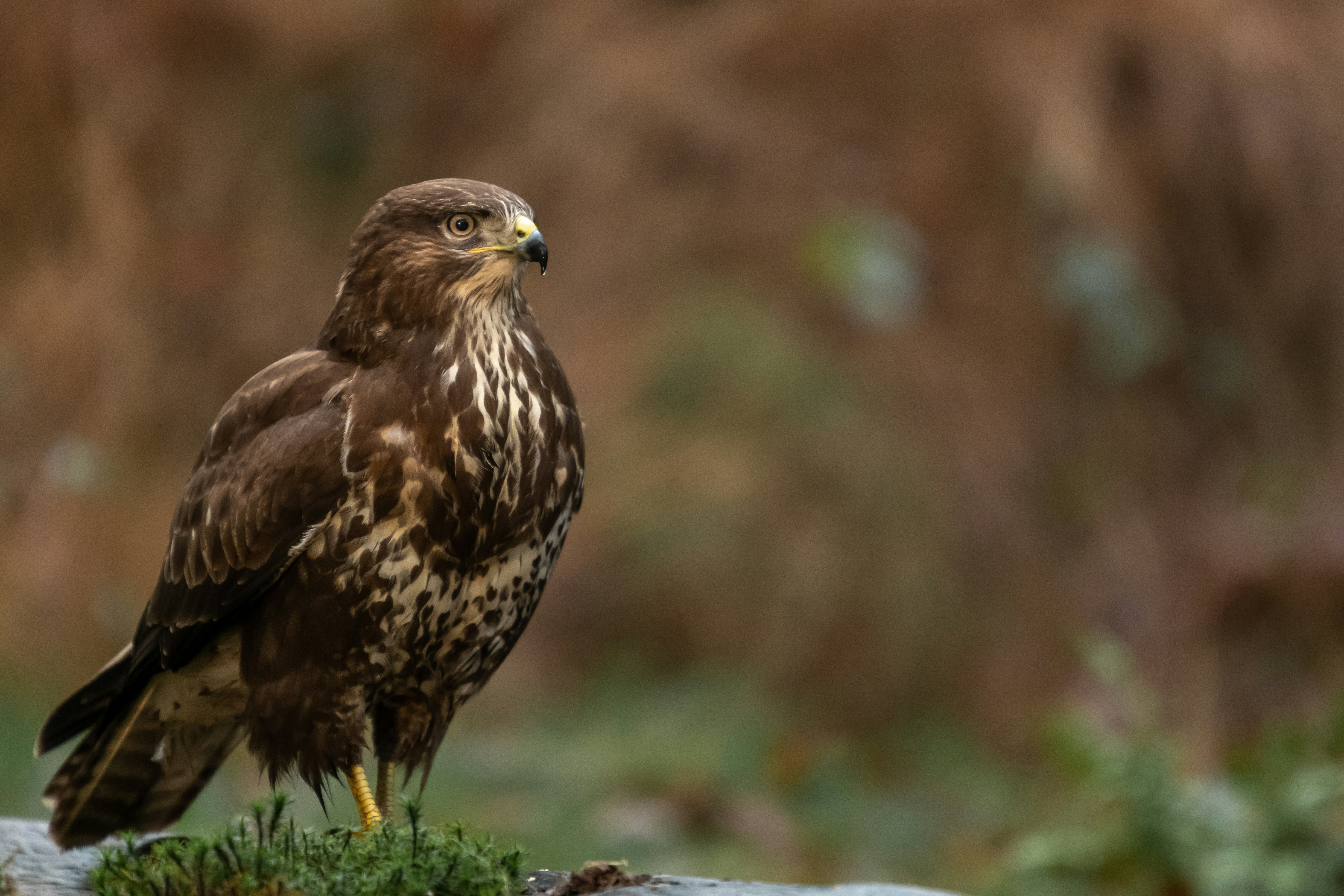 Lunch tur med King Kenny