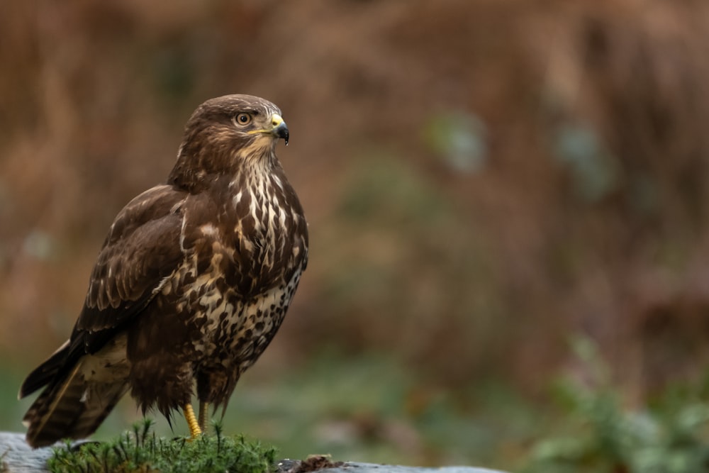 Brauner und weißer Vogel tagsüber auf grünem Gras