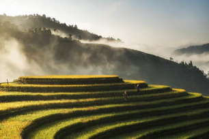 Two people walking through golden rice terraces in Mu Cang Chai, Vietnam, at dawn