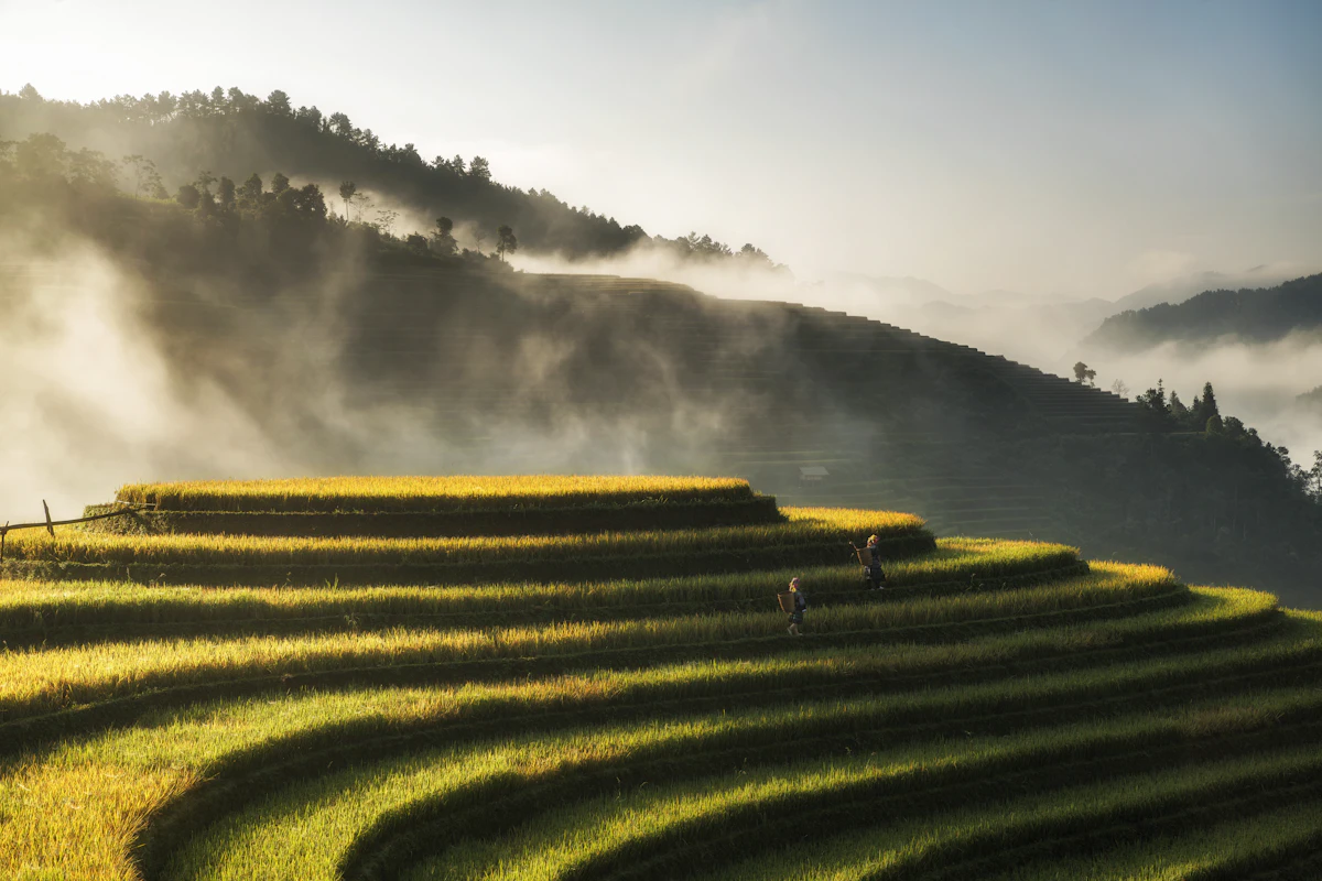 Raspberry hill golden rice terraces in Mu Cang Chai