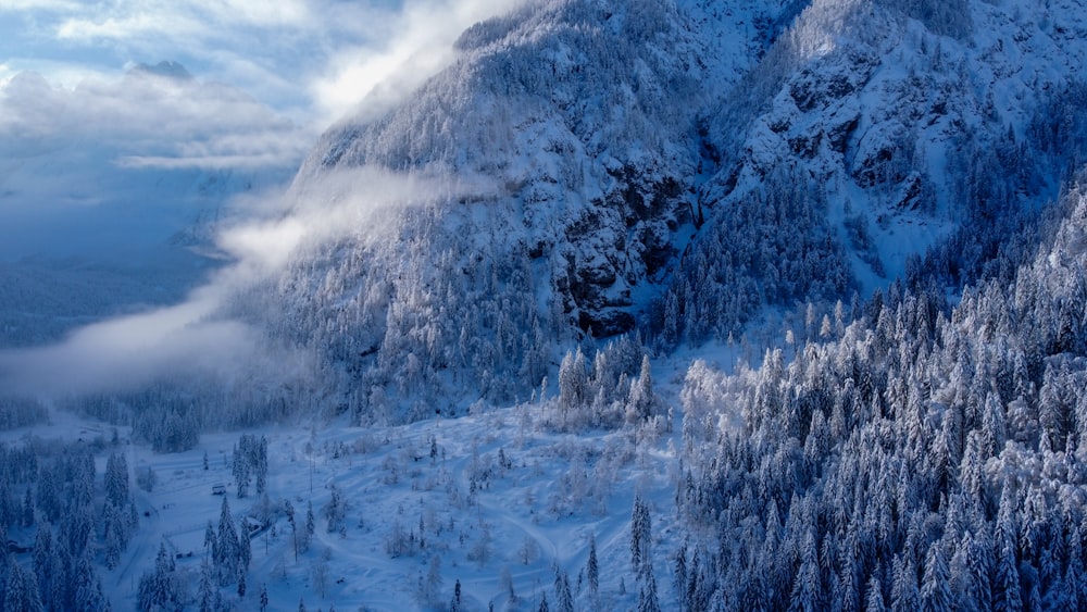 snow covered trees and mountains during daytime