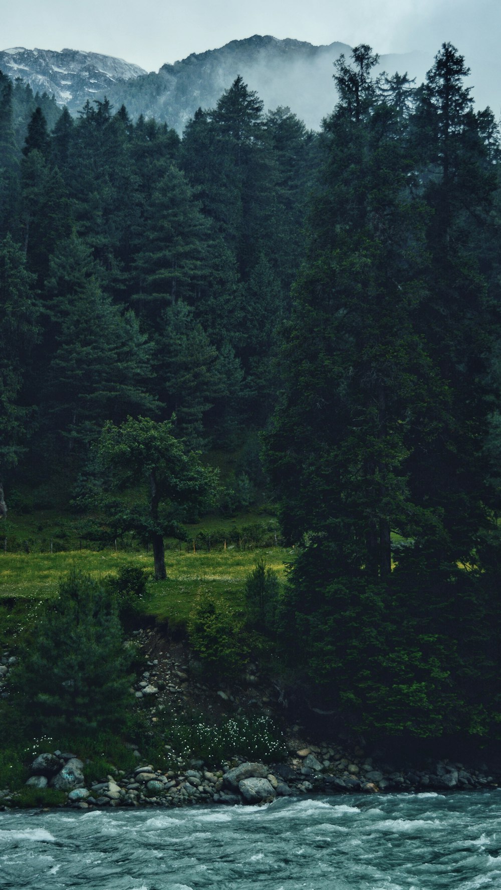 green trees on green grass field during daytime