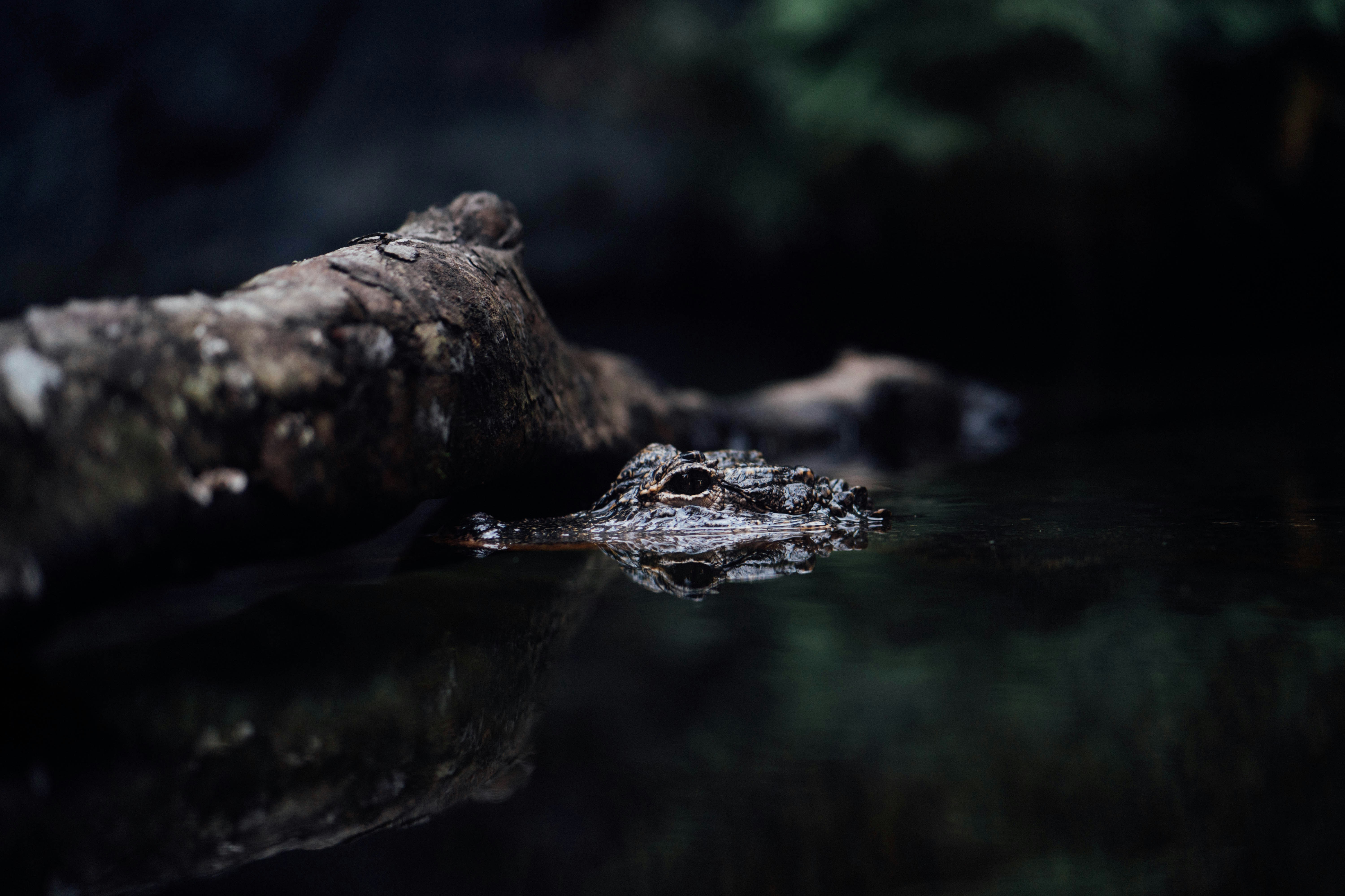 茶色の木に茶色と黒のカエル