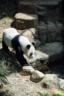 panda Pandadoodle panda doodle