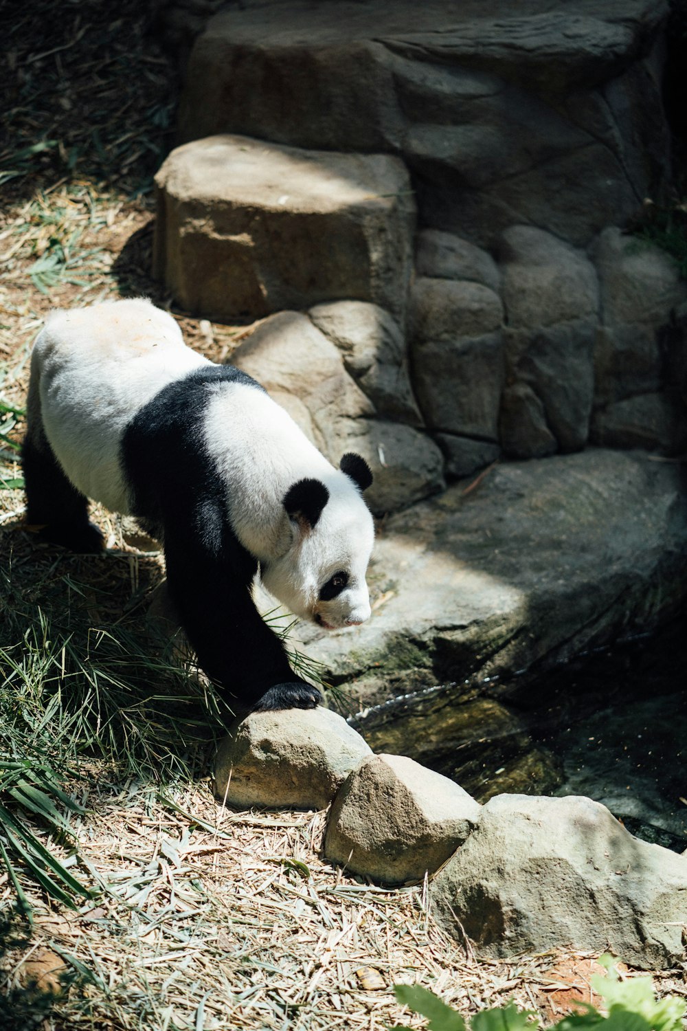 panda on rock formation during daytime