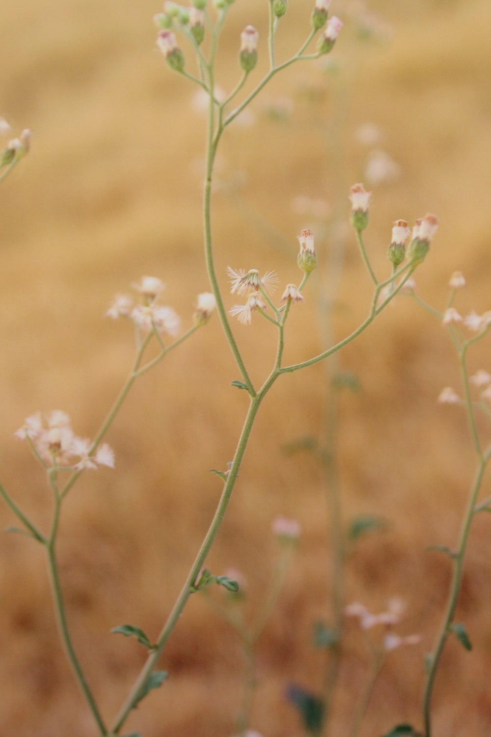 white flower in tilt shift lens