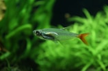 silver and orange fish in water