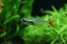 silver and orange fish in water