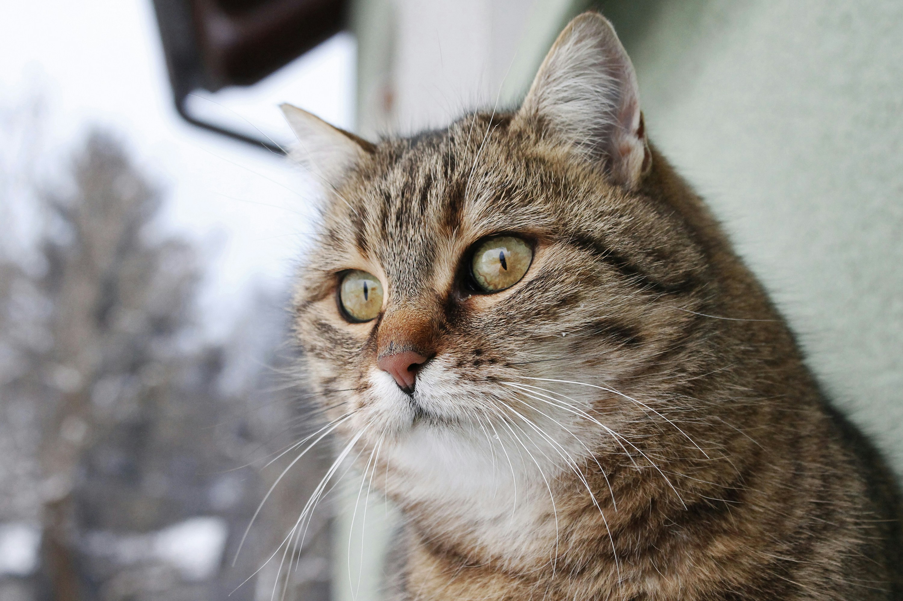 brown tabby cat in close up photography
