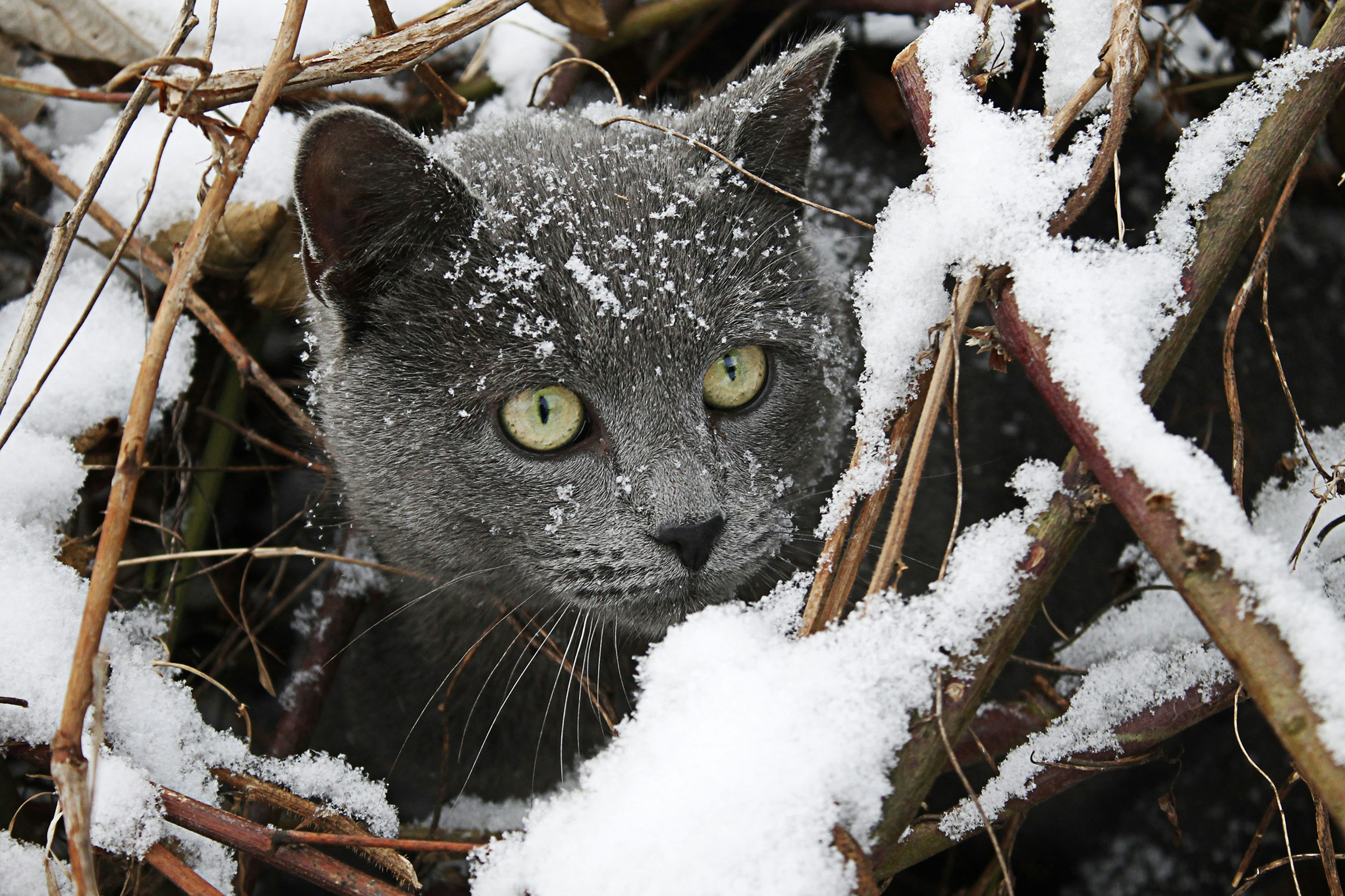 Bobcat: America’s Winter Stalker (image credits: unsplash)