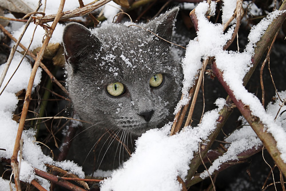 russian blue cat on snow covered ground