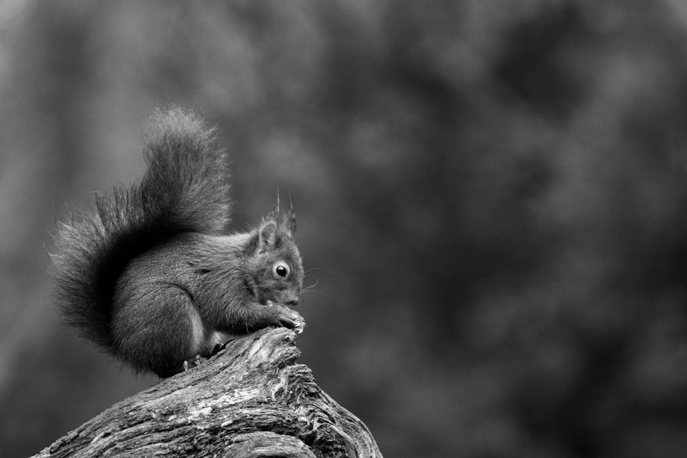 brown squirrel on brown tree branch