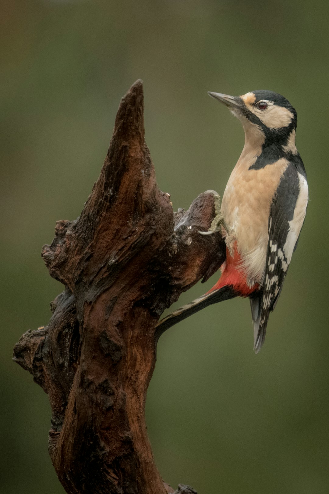  black and white bird on brown tree branch woodpecker