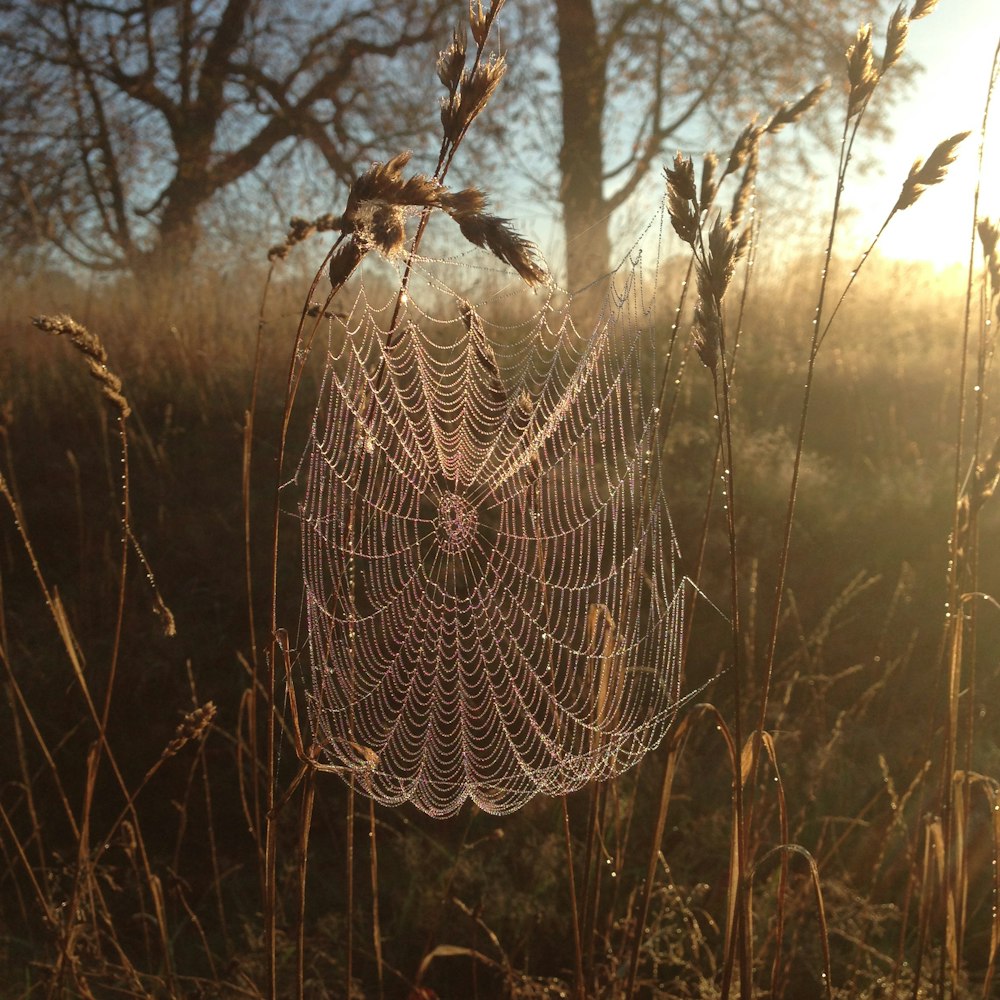 spider web on brown grass during daytime