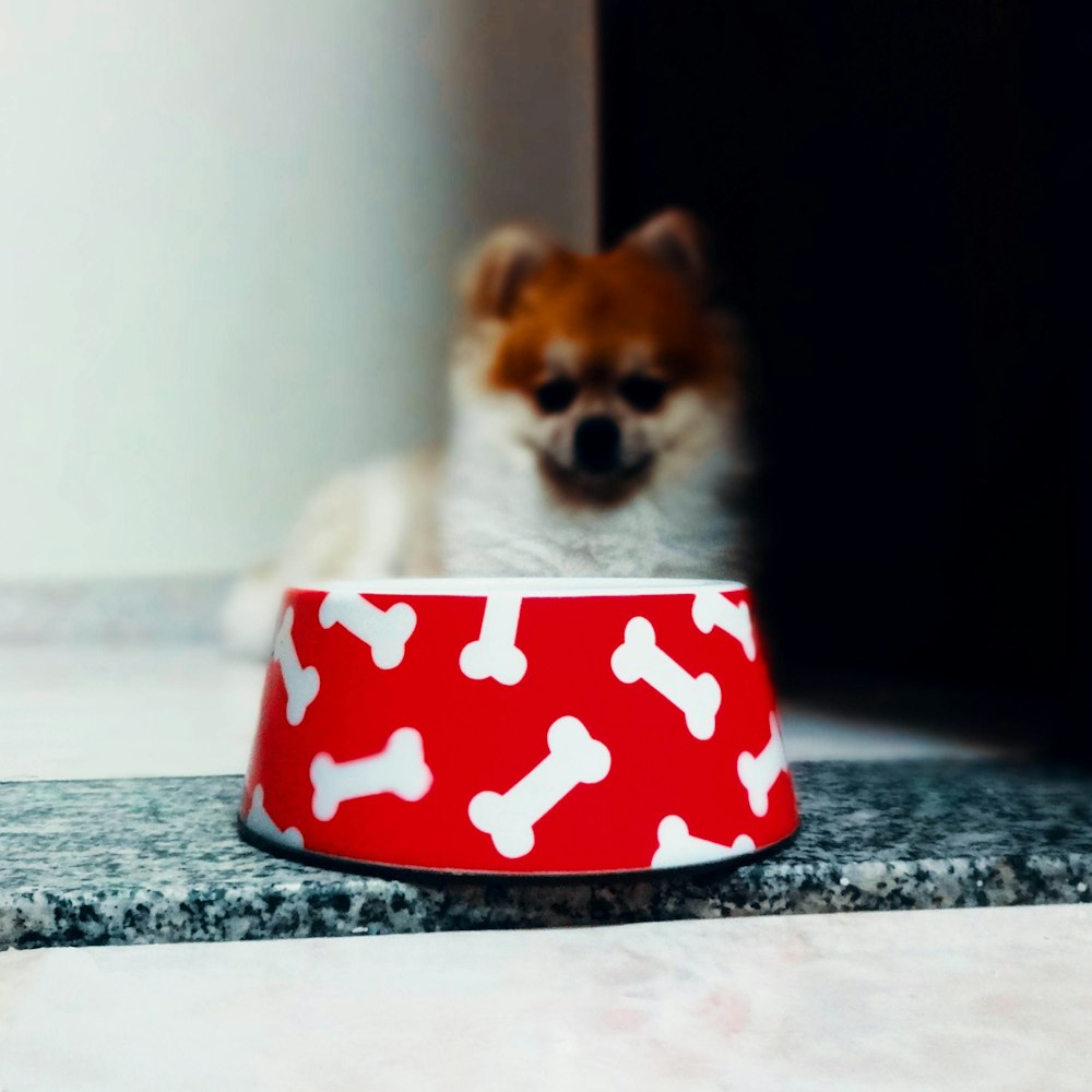 Cucciolo di Pomerania bianco e marrone in tazza in ceramica a pois rossi e bianchi