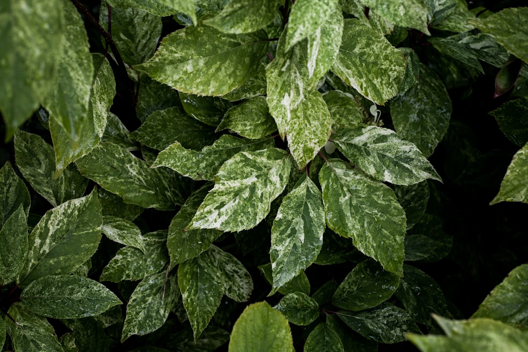 green leaves with water droplets