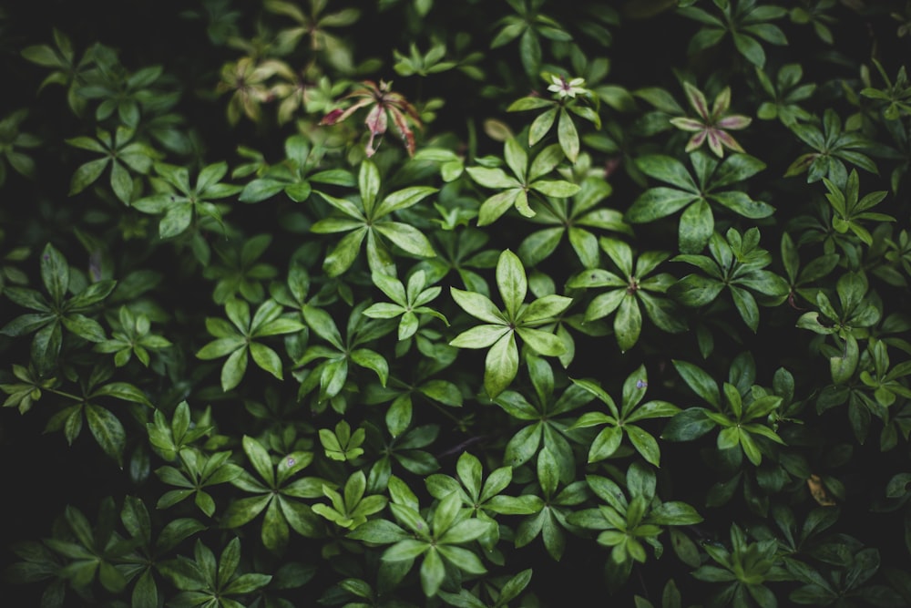 planta de folhas verdes em fotografia de perto