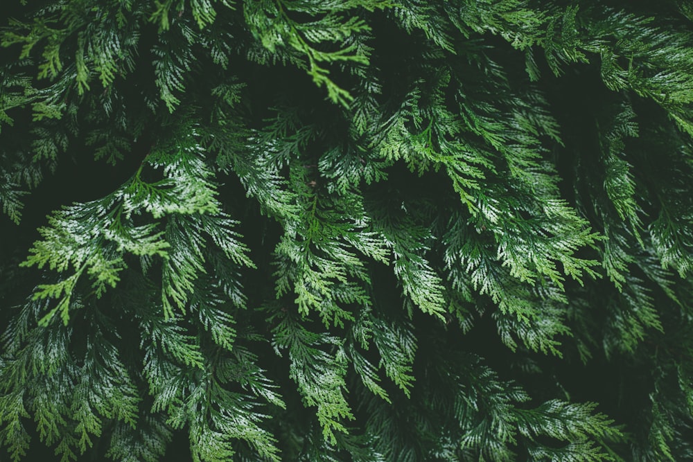 green pine tree in close up photography