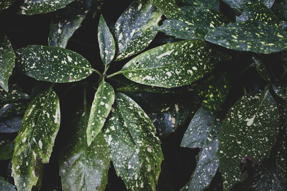 water droplets on green leaves