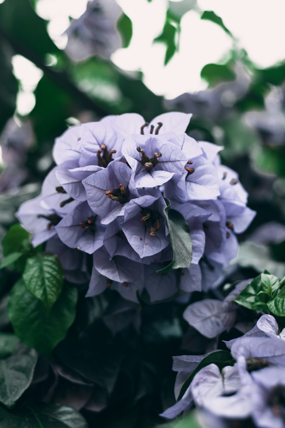 purple flower in tilt shift lens