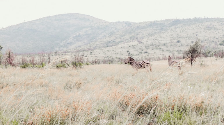 A panoramic view of a vast landscape with roaming zebras and distant hills.