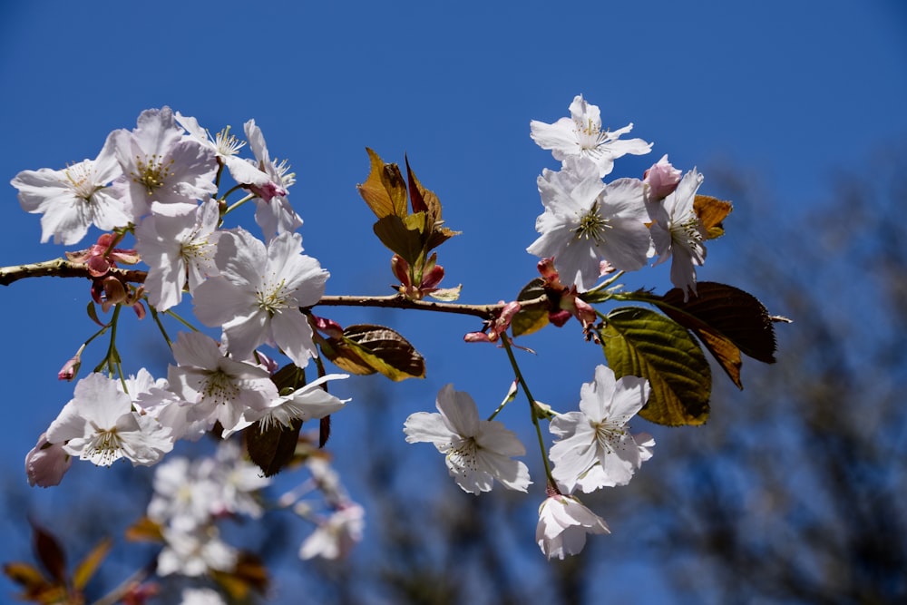 white cherry blossom under blue sky during daytime