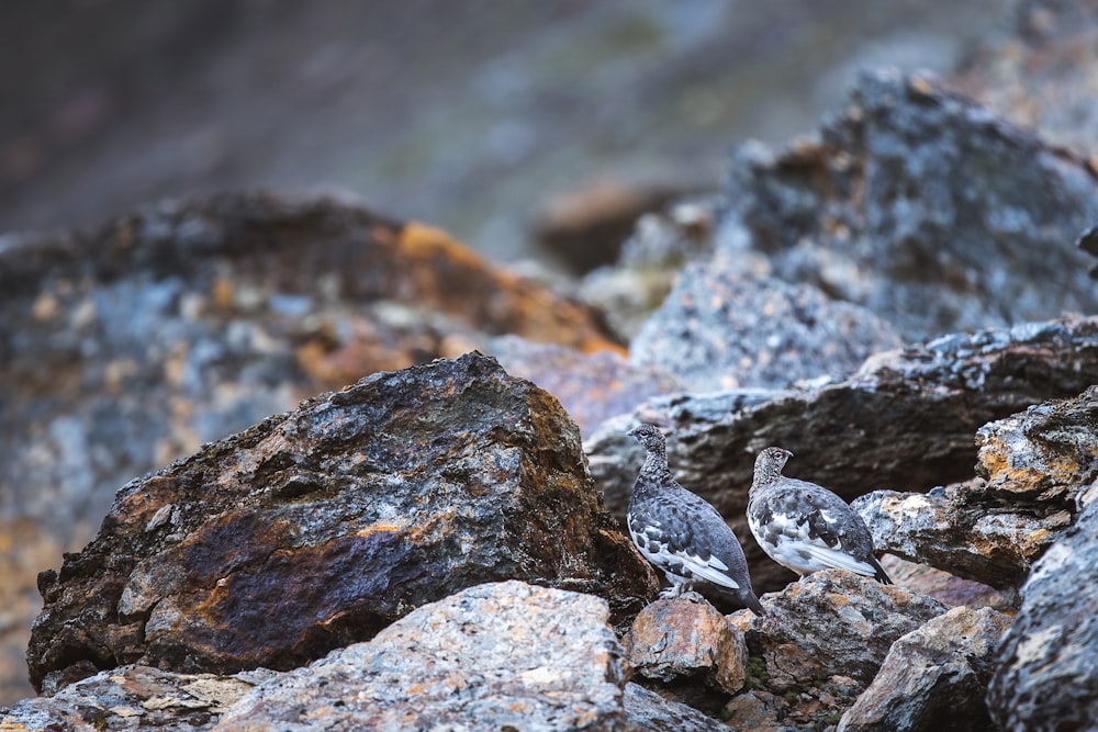 white and black bird on gray rock