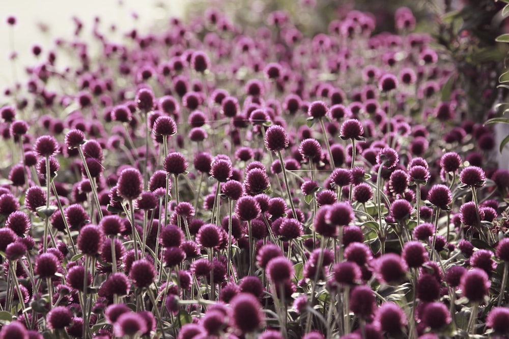 pink flower buds in tilt shift lens