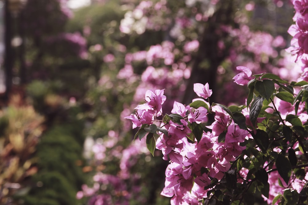 pink flowers in tilt shift lens