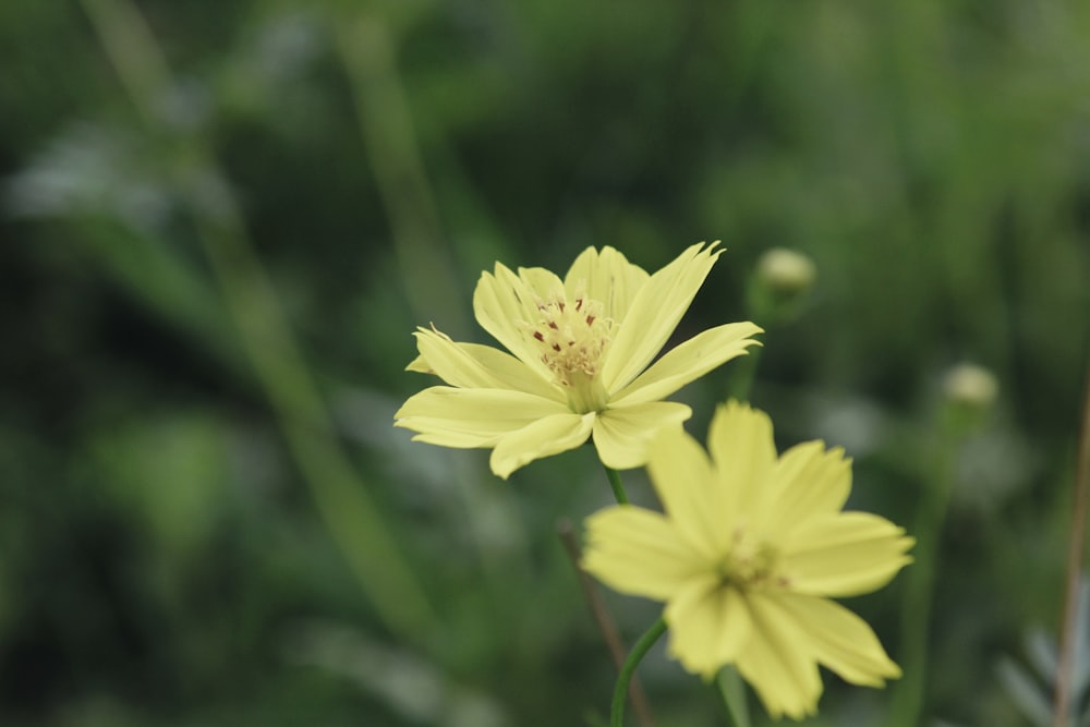 yellow flower in tilt shift lens