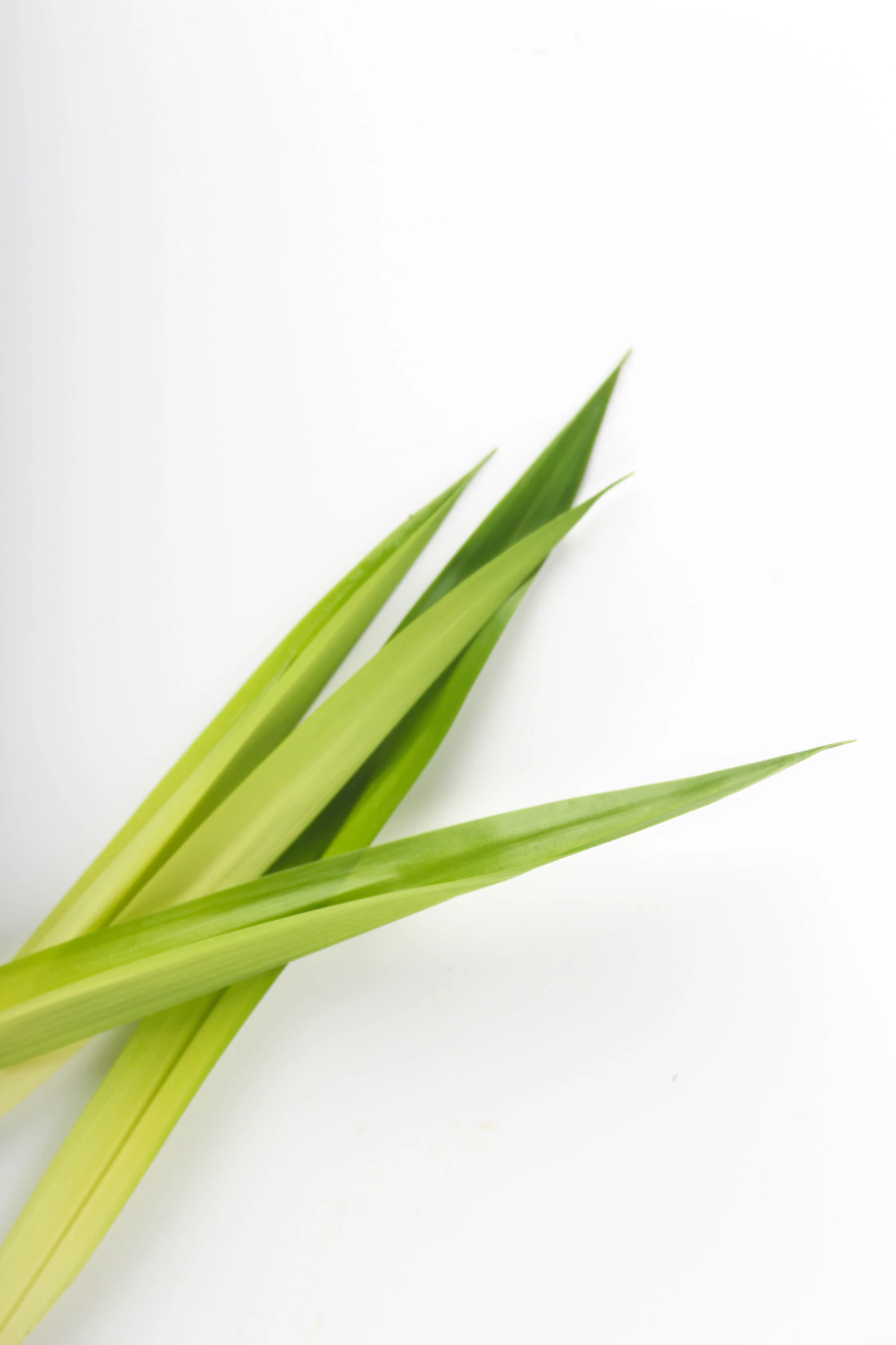 Dense fresh lemongrass foliage showing long narrow leaves
