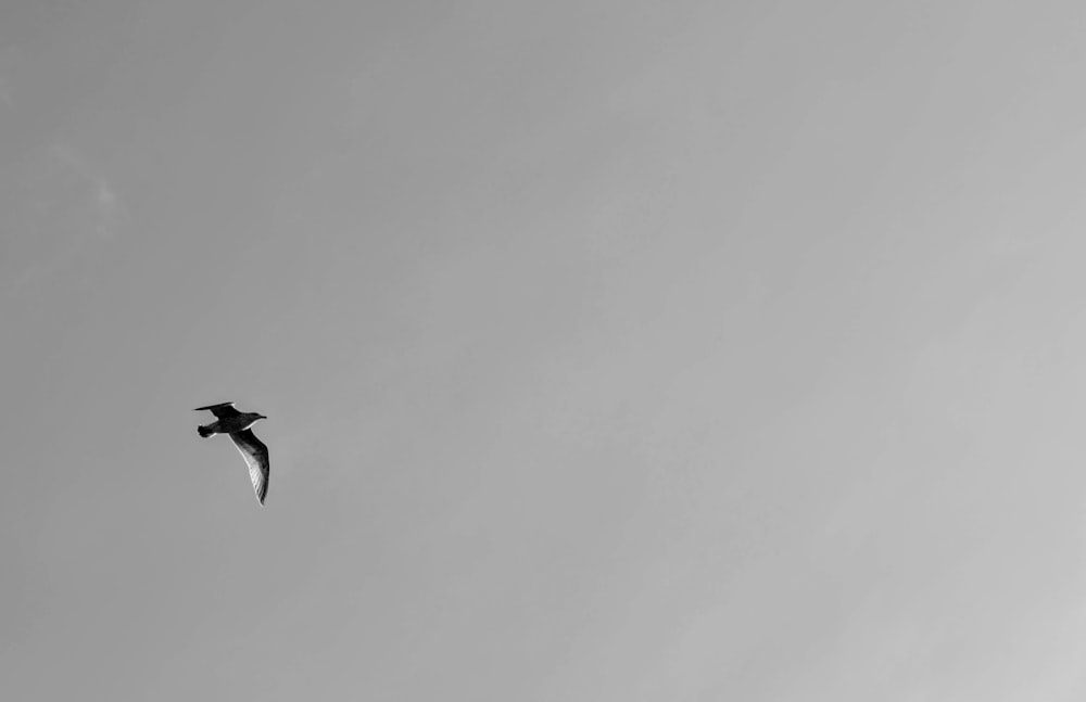 black bird flying in the sky