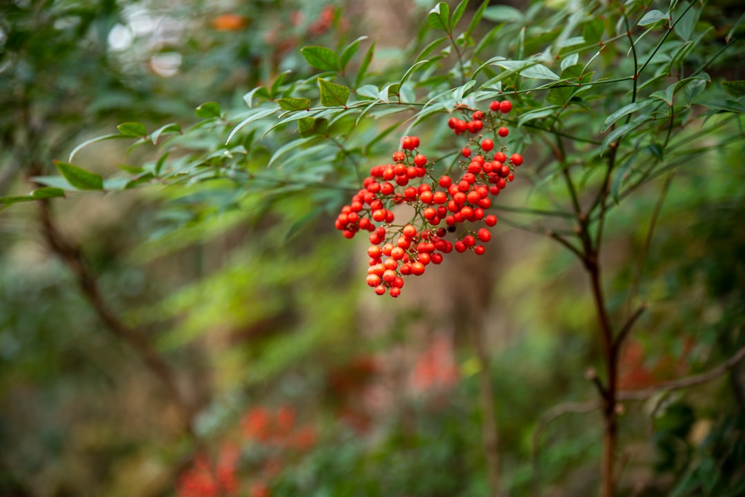 red flower with green leaves