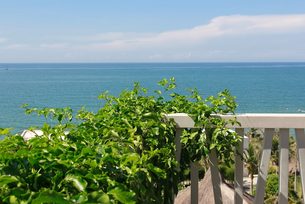 green plant near body of water during daytime