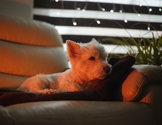 A small white dog is lounging on a cozy, cream-colored leather couch. Ambient lighting casts a warm, orange glow over the scene, creating a relaxed and peaceful atmosphere. A dark cushion supports the dog, and subtle fairy lights are visible behind a striped curtain, adding a touch of whimsy. Potted plants can be seen along the edge of the frame, contributing to a homey setting.