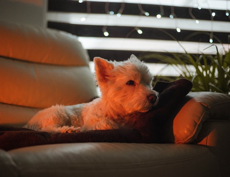 A small white dog is lounging on a cozy, cream-colored leather couch. Ambient lighting casts a warm, orange glow over the scene, creating a relaxed and peaceful atmosphere. A dark cushion supports the dog, and subtle fairy lights are visible behind a striped curtain, adding a touch of whimsy. Potted plants can be seen along the edge of the frame, contributing to a homey setting.