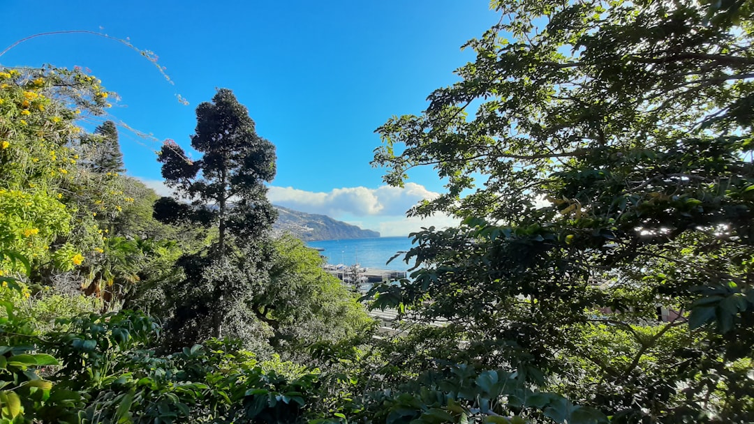 green trees near river under blue sky during daytime, Photo by my Samsung A30s.</p>
<p>Beautiful view from Funchal, Madeira Island.